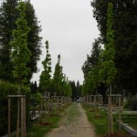 DSCN4865